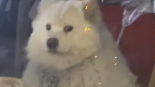 Dirty Bun: "Stop looking, my mom won't let me go out like this."