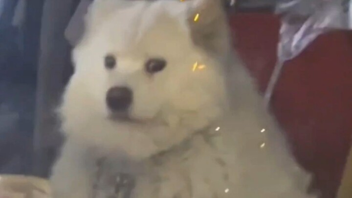 脏脏包：“别看了，我妈不让我粗去”