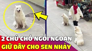Có chơi có chịu, 2 chú Chó 'NGỒI NGOAN NGOÃN' để cho con Sen chơi 'NHẢY DÂY' 😅 Gâu Đần