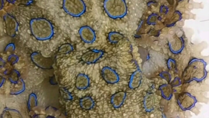 ماذا تفعل إذا عضتك أخطبوطات الحلقة الزرقاء؟