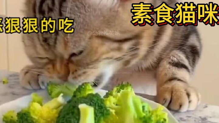 The veggies taste better than the meat—just ask this cat if you don’t believe me.