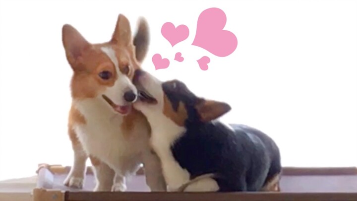 คอกเกอร์สองตัวเล่นบทละครเชิงปรัชญาทุกวัน ทำเอาแม่แทบไม่มีหน้าจะอยู่! 【ดูบี้ขาสั้น】