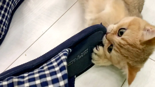 รองเท้าแตะของน้องแมวกับพ่อ