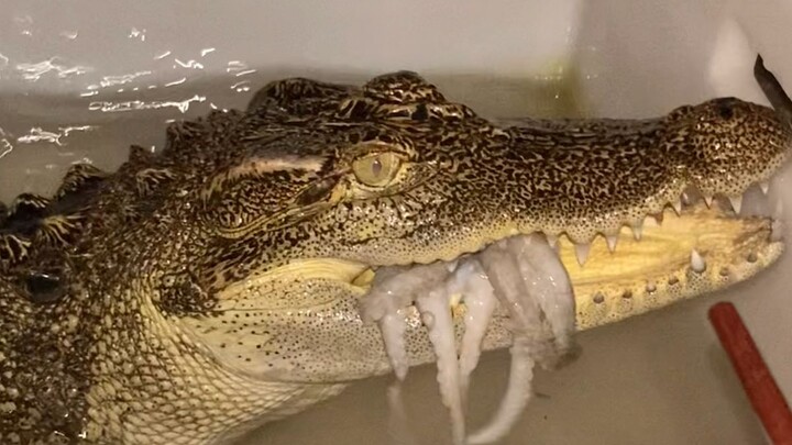 Baby crocodile eating octopus