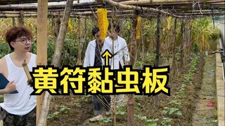 Bảng dính sâu bướm màu vàng, phòng trừ vật lý kết hợp bảo vệ ma thuật