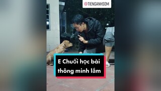 E Chuối thông minh mấy điểm cả nhà ơiii? cunyeucuadua chó chócon chókhôn chócute