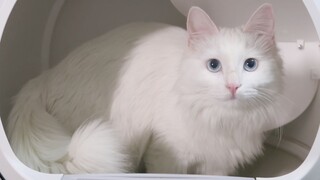 养7只猫4天不铲屎会怎么样？！表面可爱的小猫咪背地里竟然……