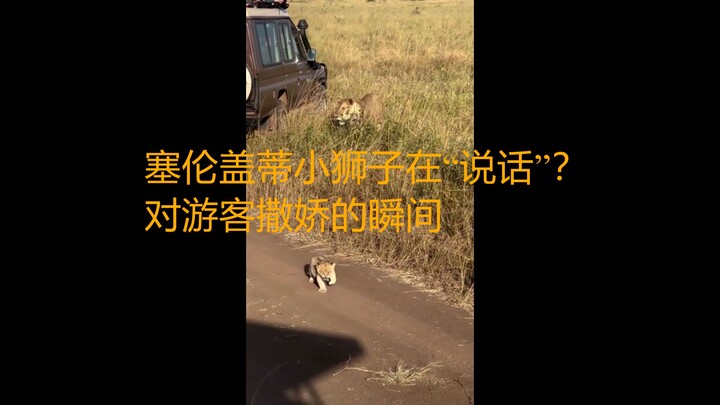 塞伦盖蒂小狮子对游客“喵喵叫”？超可爱的野生瞬间