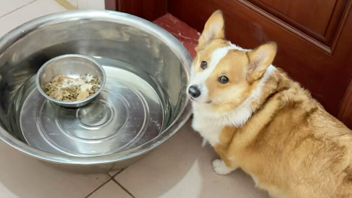 Anjing Corgi kecil makan di atas air