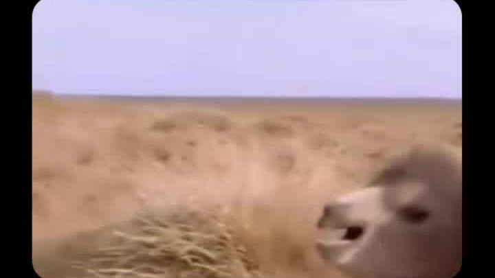 Camels Apparently Need Psychologists Too