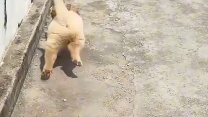 It really takes a genius to come up with this trick for making a puppy walk.