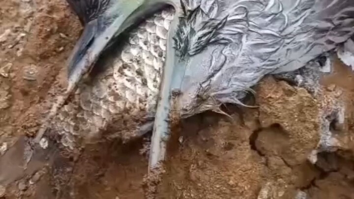 Is there still hope for these animals?