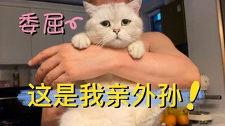 Khi bố bạn cưng mèo như cưng cháu ngoại... "Ông chú Bắc Kinh bày trò chơi đùa với mèo"