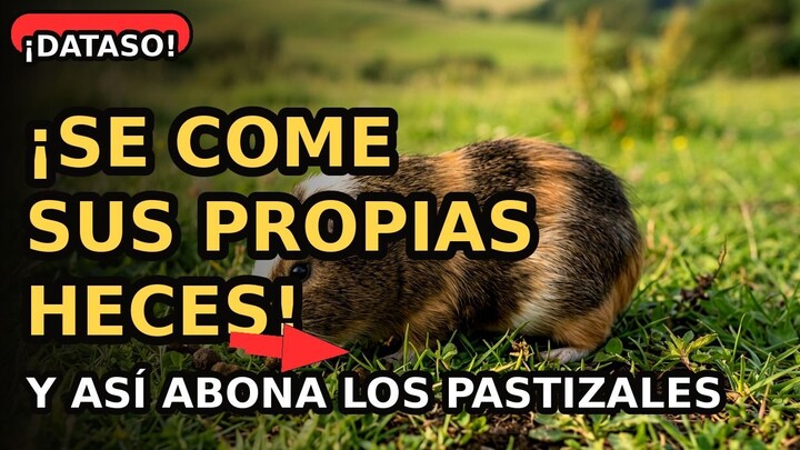 🥇 ¡Este animal COME SUS PROPIAS HECES para abonar el pastizal! 🤯 | El reciclador de la sabana