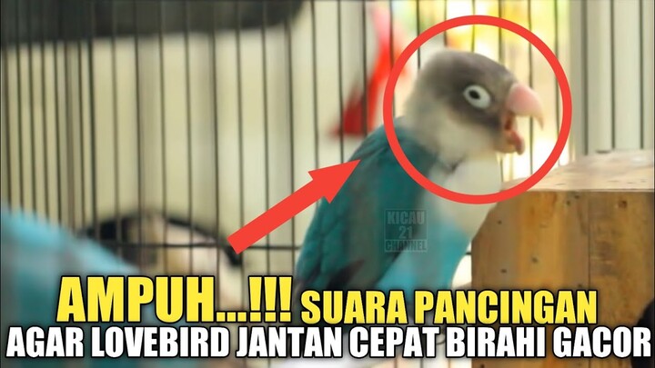 Suara Pancingan Lovebird Jantan Cepat Birahi #kicau21channel