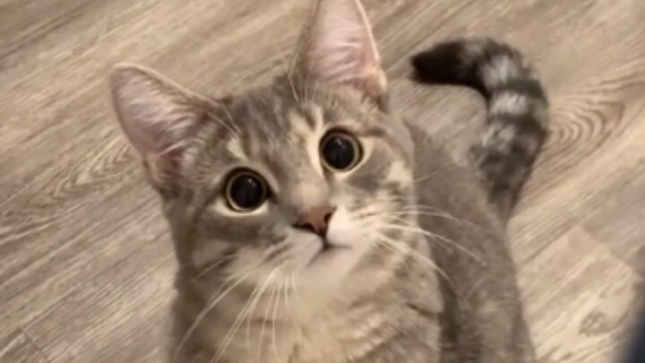 "It looks so polite."