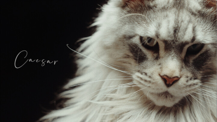 "The Most Devoted in the Cat World"