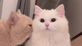 原来猫咪也会吃醋呀