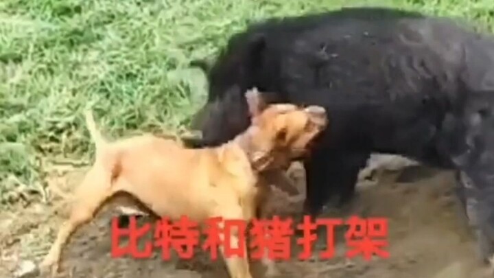 Who would win in a fight between a pit bull and a pig?