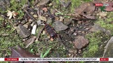 Dunia Alam BeritaSatu TV - 26 Juli 2025