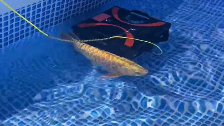 Bionic Fish at the Military Expo