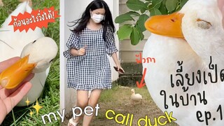 My Pet Call Duck เลี้ยงเป็ดในบ้าน แนะนำสมาชิกใหม่ 1 ก้อน 🤣