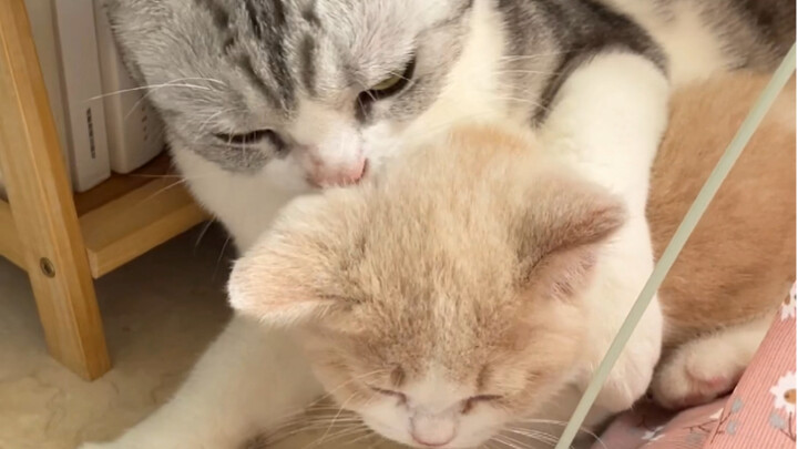นี่แหละคือผลพวงของการมีลูกคนที่สอง บ้านนี้ฉันแทบอยู่ไม่ได้แล้ว!