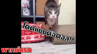 BestVines ฉบับสัตว์โลก EP.18 [พากย์นรก]