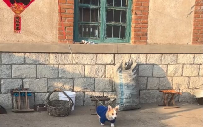 Corgi: Tự do tương đối, ràng buộc tuyệt đối!!