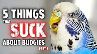 5 สิ่งที่แย่เกี่ยวกับการเป็นเจ้าของ Budgie