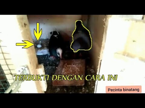 TERBUKTI CARA INI MERPATI CEPAT BERTELUR| PECINTA BINTANG