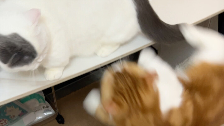 I’m seriously dying of laughter over this silly cat, hahaha!