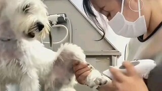 cute funnydogs