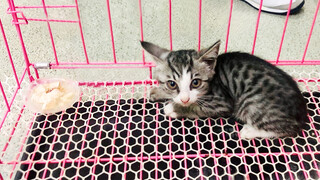 Warm your heart! Two golden retrievers rescued a little stray cat