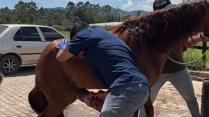 Artificial Insemination