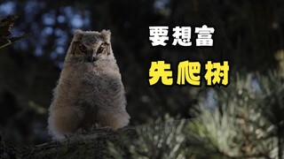 اتضح أن البومة يجب أن تتعلم تسلق الأشجار أولاً قبل أن تتمكن من الطيران!