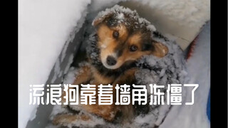 The stray dog froze against the wall