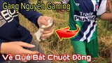 Vlog | Gàng Nguyễn Về Quê Bắt Chuột Đồng Và Nướng Ăn | Gàng Nguyễn Gaming
