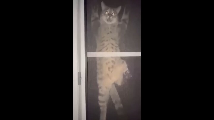 Default cat settings