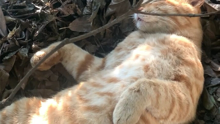 Ever since I bought a fur comb, the school’s little stray cat has fallen for me…