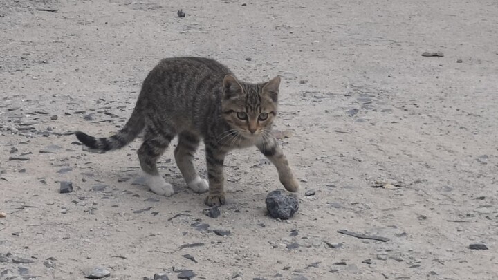The Bursting Little Tabby at Northeast Agricultural University