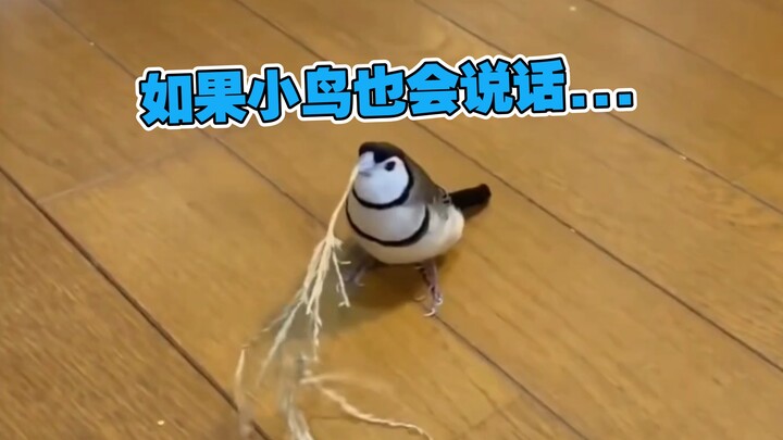 Tôi muốn đồ cosplayer😭😭!!!