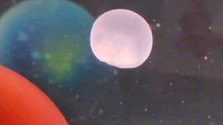 Lychee jellyfish has returned to Jellyfish Planet.