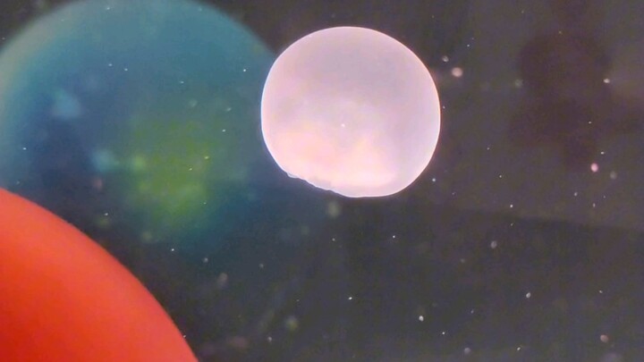 قنديل البحر الليتشي عاد إلى كوكب القناديل.