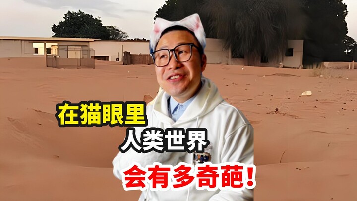 Dunia manusia melalui mata kucing