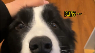 摸狗的时候突然停下