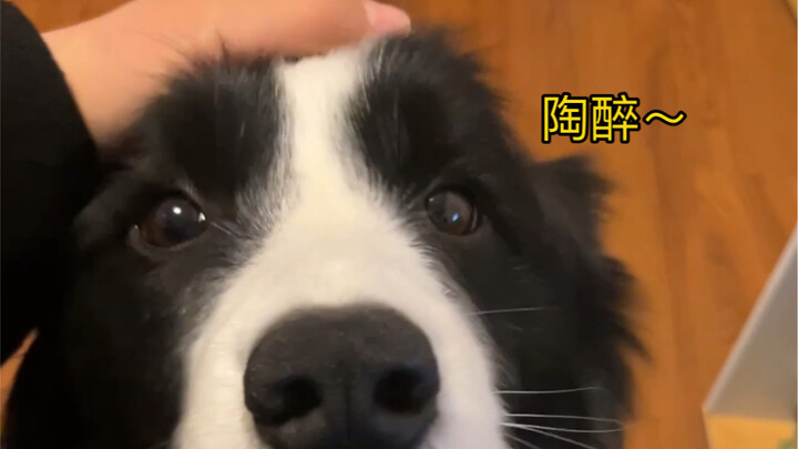 摸狗的时候突然停下