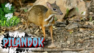 PILANDOK | PHILIPPINE MOUSE DEER | Tenrou21