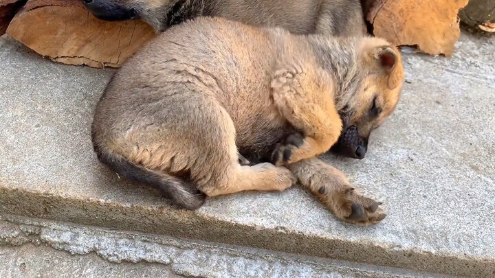 Puppy: No worries, I’ll keep watch.