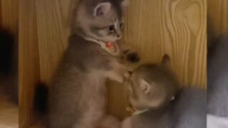 แมว: อย่าเข้ามานะ